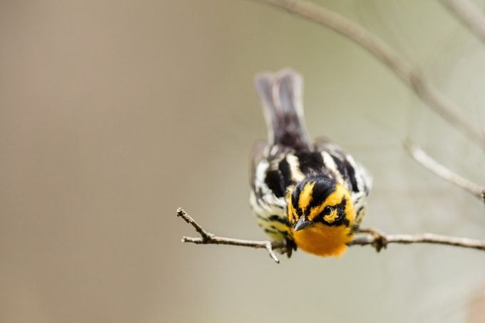 Birding Migration Hotspots in the USA!
