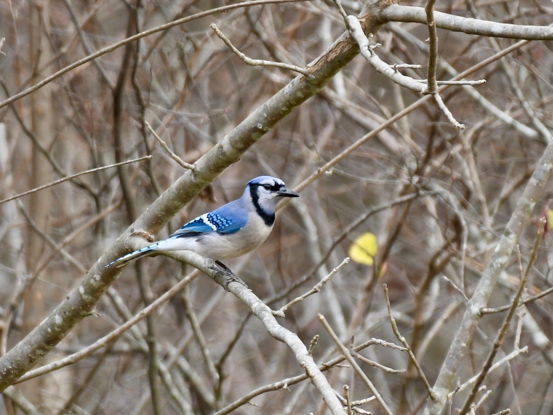 Audubon Guide to Bird Feeding!