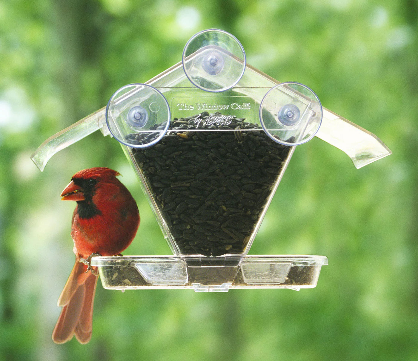 12 Types of Bird Feeders Every Birder Needs