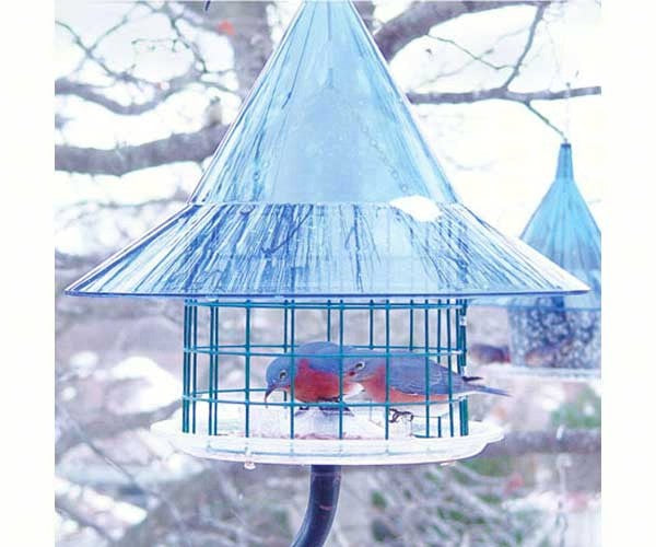 Sky Cafe Bluebird Feeder and Baffle