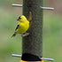 Droll Yankees New Generation Finch Flocker, 15" Yellow