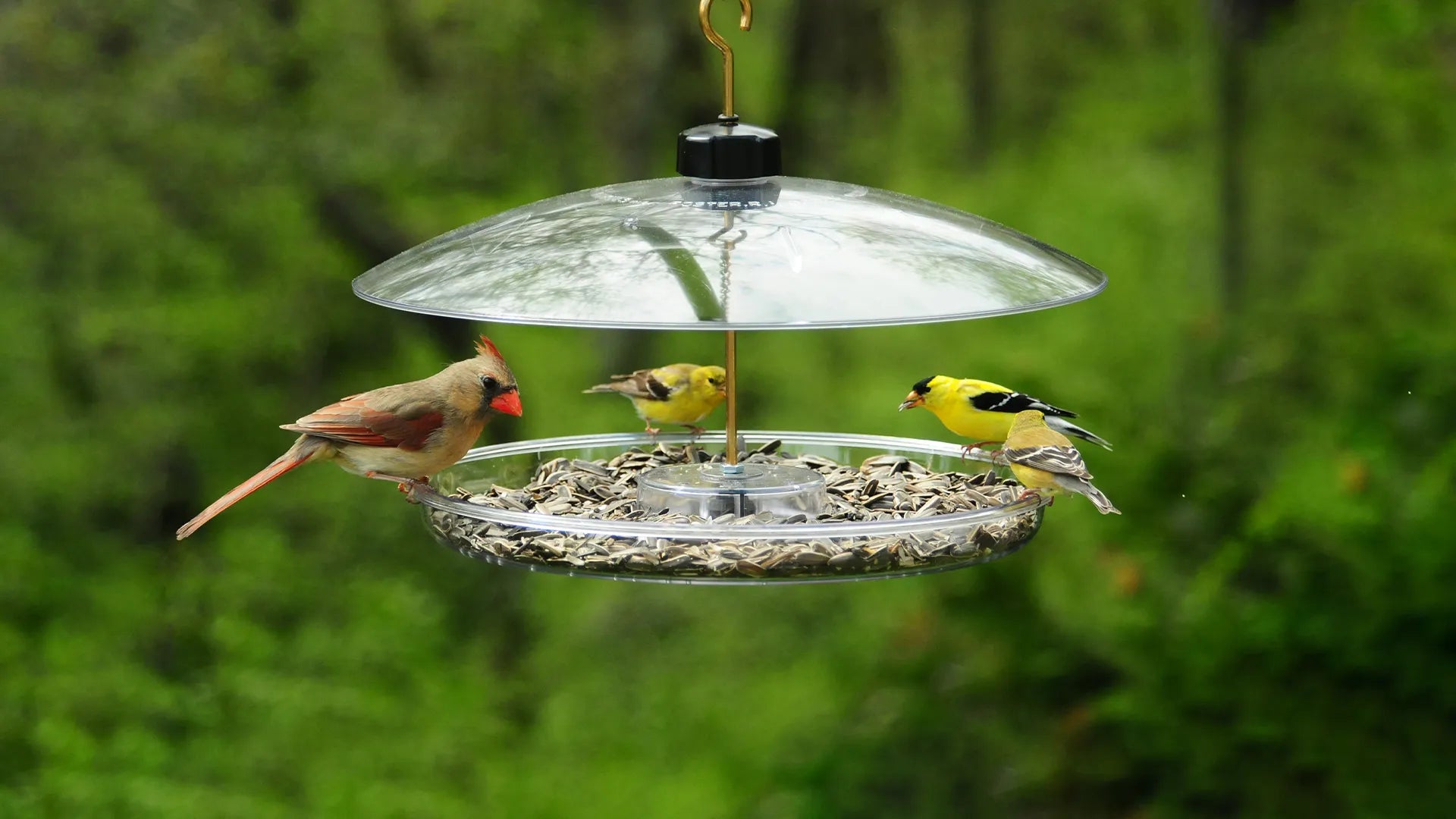 Feeding Birds: A Quick Guide To Seed Types