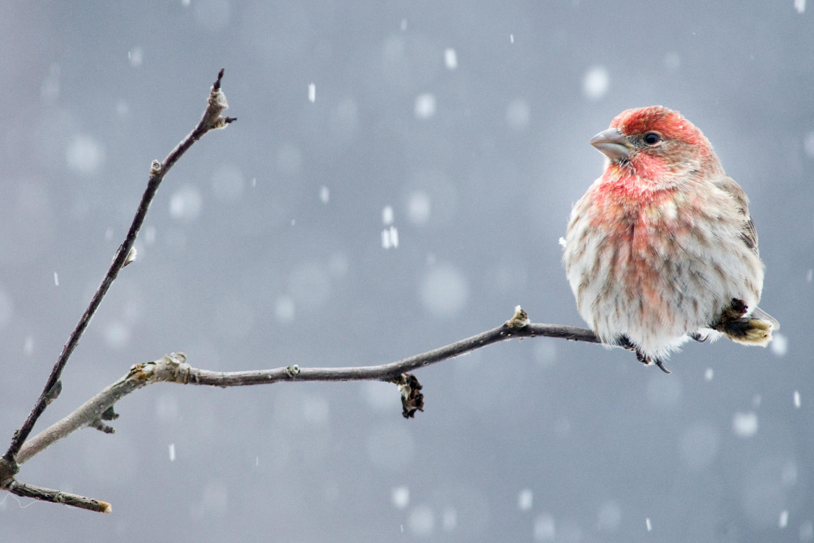 Guide to Winter Birding!