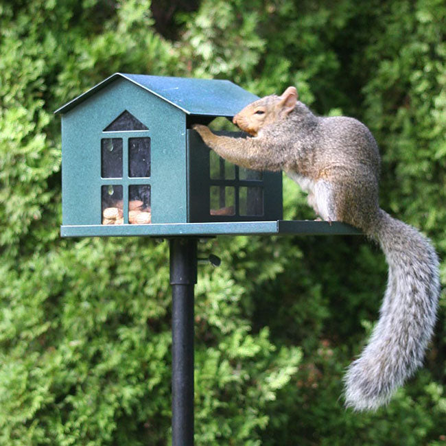  Erva Food Pantry Squirrel Feeder, Green